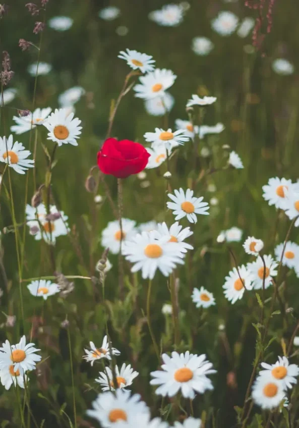 Daisies-19-scaled-e1687713512792.jpg